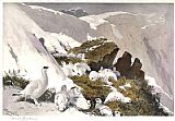 Archibald Thorburn Famous Paintings - Ptarmigan on Snow Slip